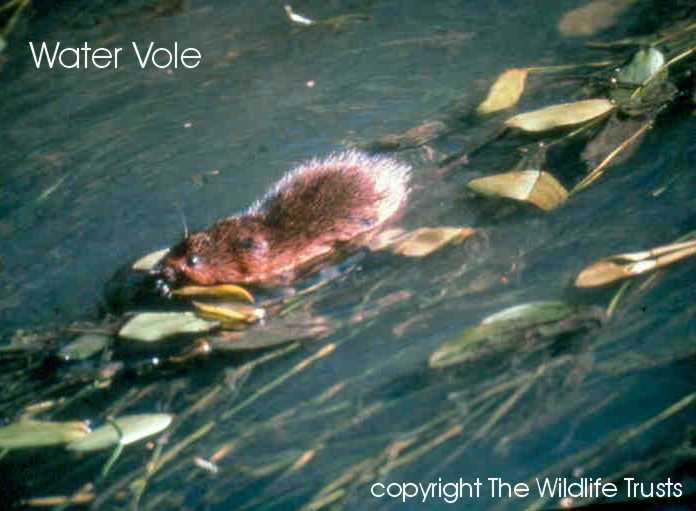 Water vole